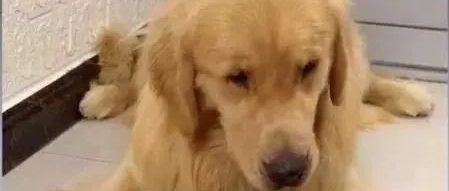 宠物狗被博主强迫当大胃王，网友暴怒！博主：我不觉得有什么，它吃的很香！