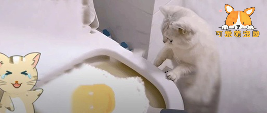 “拜托亲哥帮忙照顾猫，结果...我的猫买了站票连夜逃走！”