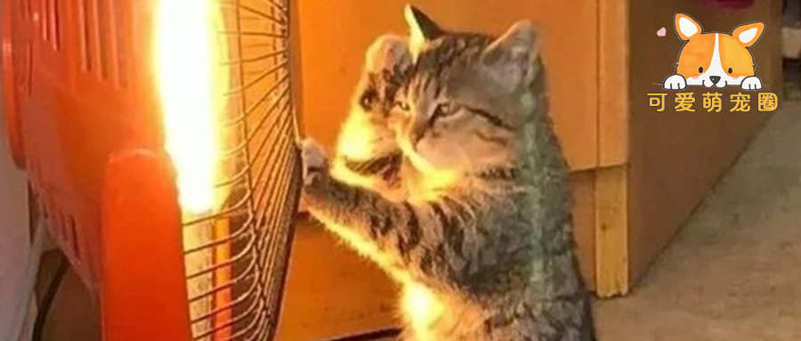 主人忙着做生意猫咪却在烤火，结果一声尖叫后，吓出一身冷汗！