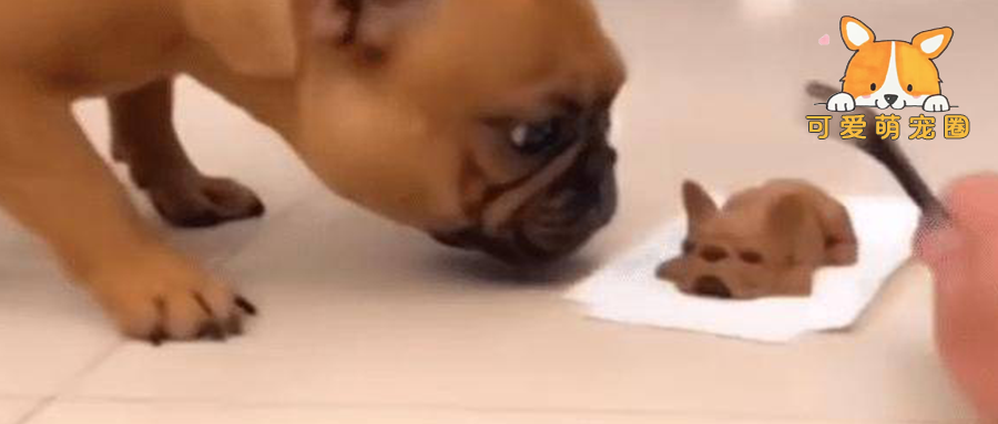 订做“狗形蛋糕”，当主人一刀切下狗头时，宠物的反应太真实了