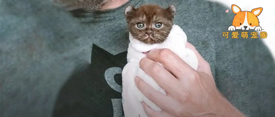 歪果小哥救下一只残缺的“小棕熊”，几个月后……吓哭了！！