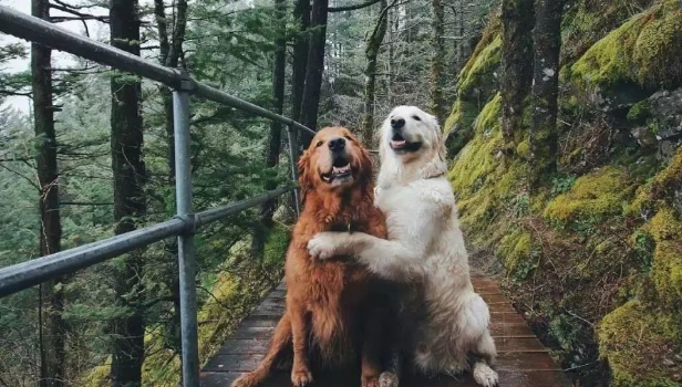 这两只金毛的“旅游照”，让无数网友羡慕嫉妒到想哭...........