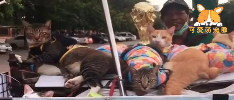 环卫大叔捡到9只流浪猫，带着喵们一起工作：垃圾车成了撸猫车