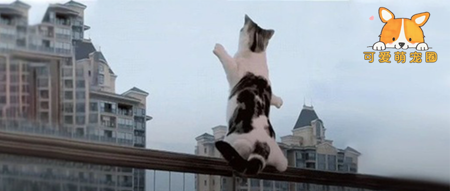 全网以为我家猫要“跳楼”，看到最后…瞬间笑尿！