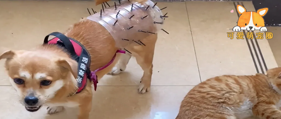 为了避免让狗狗怀孕生子，主人特地做了神器：这下没问题了吧？！