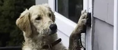 主人故意没给萨摩耶开门，结果这个小家伙..........太可爱了吧！