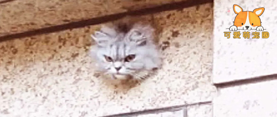 墙上突然“长”出1张猫脸，女子吓出冷汗，当知道实情后，女子哭了！