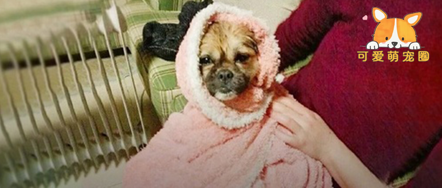 “快别说狗不怕冷了，劳资都快被冻死了！”