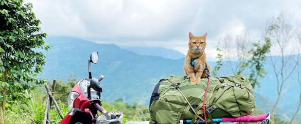 滚下山谷昏迷不醒，橘猫日夜守在主人身边，甚至还带她..........