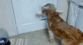 “养狗的人，上厕所从来都不会寂寞，不信你看”