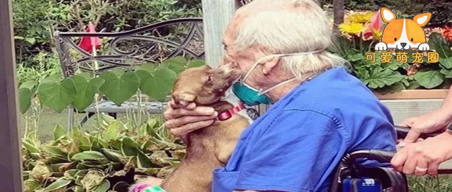 独居老人突然中风，吉娃娃模仿倒下动作，竟救了他一命...