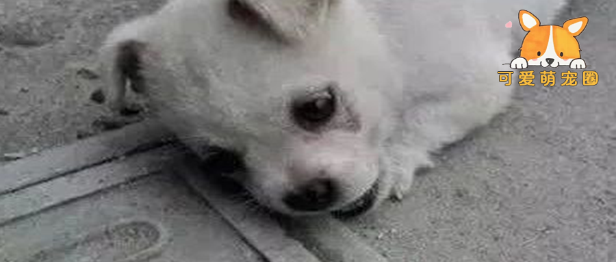 小流浪狗趴在井盖上死也不愿离开，知道原因后，让人心碎......