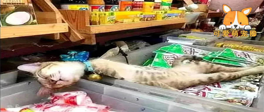 史上最惨小猫咪！辛辛苦苦看店，却被无良主人扣了3天小鱼干…