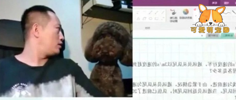 老师正直播授课时，他家狗子忽然走了过来，不断开撩…