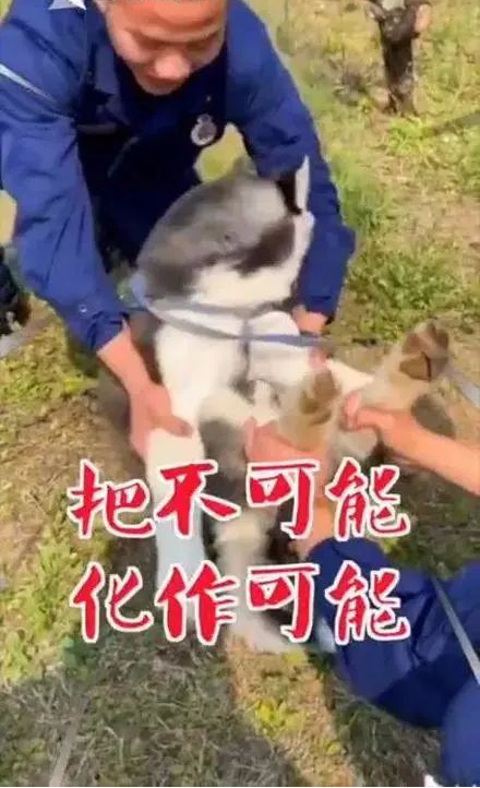 挑戰不可能！特警訓練二哈做警犬，結果太「慘烈」 寵物 第2張