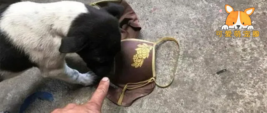 狗狗叼回一件“凶器”，铲屎官却尴尬不已：我怎么跟邻居解释啊?