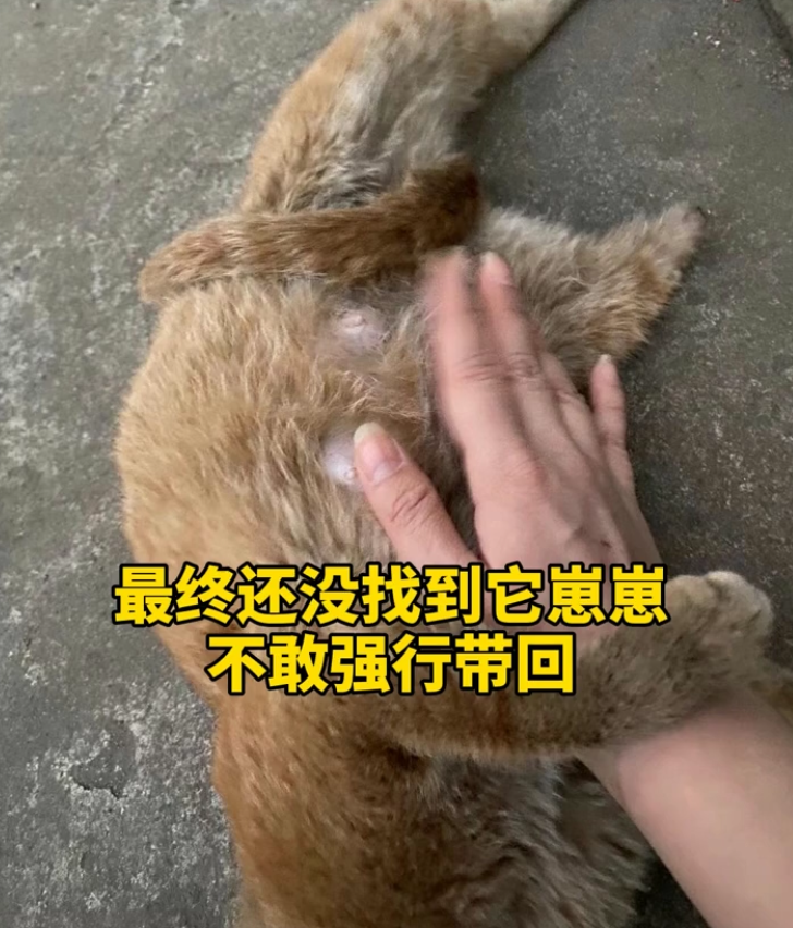 猫妈妈叼着半袋猫粮死活不松口,一个举动看哭数万网友.....-微信头条网 猫妈妈叼着半袋猫粮死活不松口,一个举动看哭数万网友.....