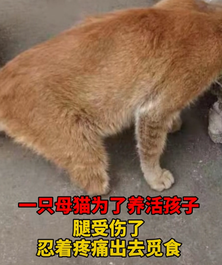 猫妈妈叼着半袋猫粮死活不松口,一个举动看哭数万网友.....-微信头条网 猫妈妈叼着半袋猫粮死活不松口,一个举动看哭数万网友.....