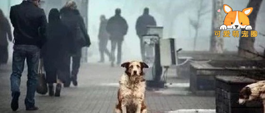 对你来说过年是团聚，对狗来说却是人间地狱！
