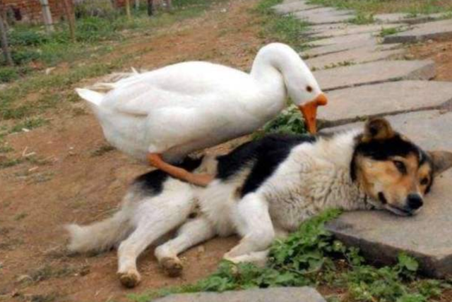 可是出来后大白鹅却战斗力飙升,不停地用嘴去啄狗子的脸,而狗子丝毫不