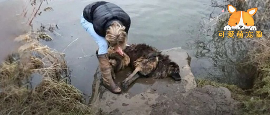 德牧被主人绑上巨石沉入河底，如今不但狗生逆袭，还改变了整个国家..