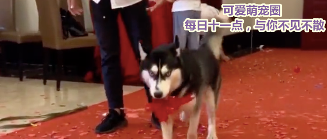 “婚礼当天，我被自己的狗子踹了一脚.......”