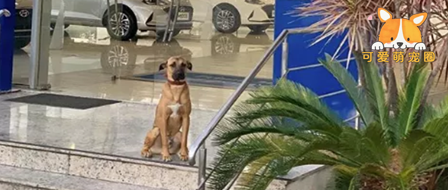 4S店聘请流浪狗卖车，没想到这家伙竟逆袭成为“金牌销售”！