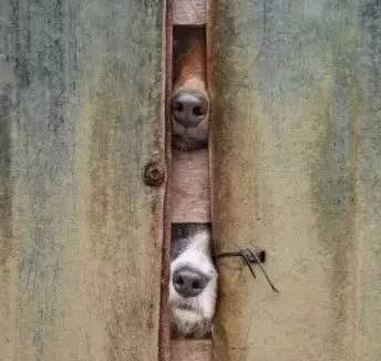 歪，幺幺零嗎？我家門成精了，長出狗頭了.... 寵物 第15張