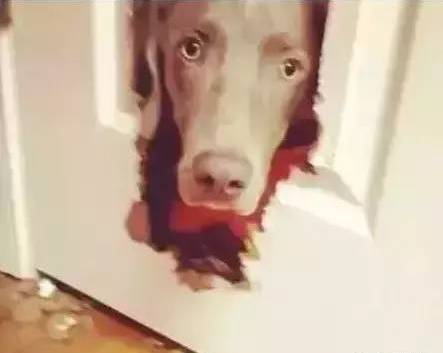 歪，幺幺零嗎？我家門成精了，長出狗頭了.... 寵物 第4張