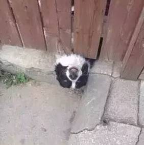 歪，幺幺零嗎？我家門成精了，長出狗頭了.... 寵物 第13張