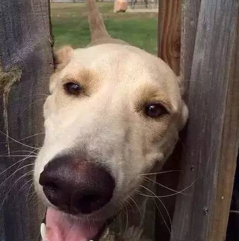 歪，幺幺零嗎？我家門成精了，長出狗頭了.... 寵物 第11張