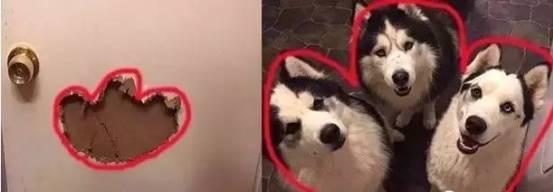 歪，幺幺零嗎？我家門成精了，長出狗頭了.... 寵物 第20張