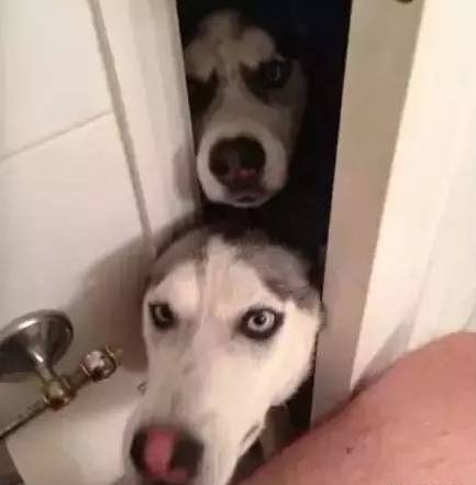 歪，幺幺零嗎？我家門成精了，長出狗頭了.... 寵物 第8張