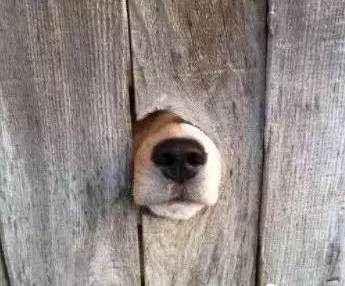 歪，幺幺零嗎？我家門成精了，長出狗頭了.... 寵物 第14張