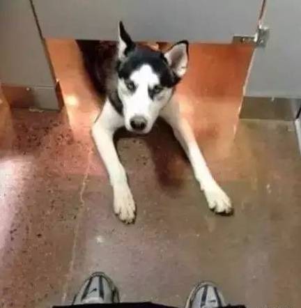 歪，幺幺零嗎？我家門成精了，長出狗頭了.... 寵物 第10張