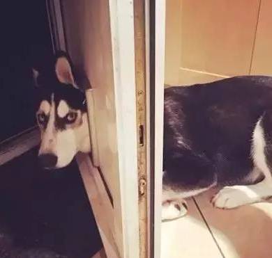 歪，幺幺零嗎？我家門成精了，長出狗頭了.... 寵物 第2張