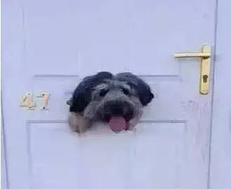 歪，幺幺零嗎？我家門成精了，長出狗頭了.... 寵物 第16張