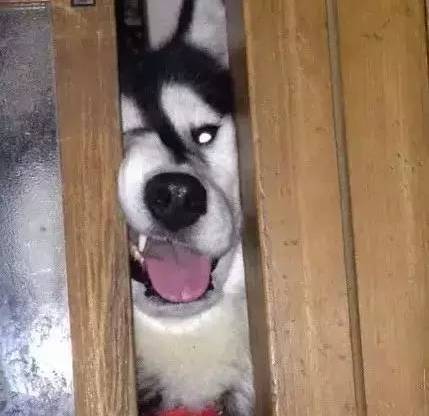 歪，幺幺零嗎？我家門成精了，長出狗頭了.... 寵物 第9張