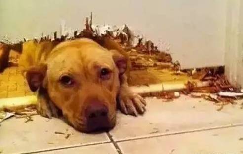 歪，幺幺零嗎？我家門成精了，長出狗頭了.... 寵物 第21張