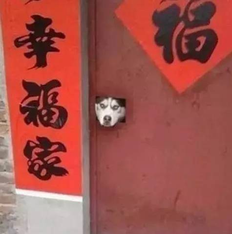 歪，幺幺零嗎？我家門成精了，長出狗頭了.... 寵物 第5張