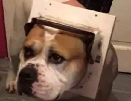 歪，幺幺零嗎？我家門成精了，長出狗頭了.... 寵物 第3張