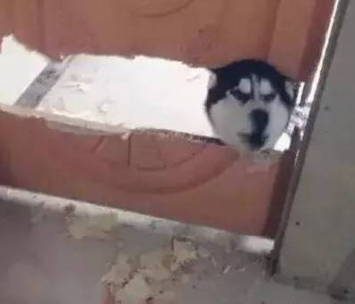 歪，幺幺零嗎？我家門成精了，長出狗頭了.... 寵物 第23張