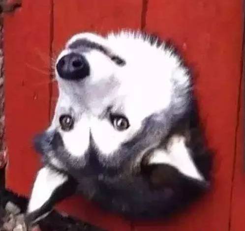 歪，幺幺零嗎？我家門成精了，長出狗頭了.... 寵物 第12張