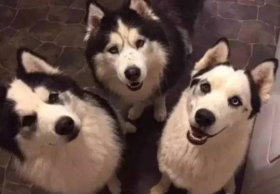 歪，幺幺零嗎？我家門成精了，長出狗頭了.... 寵物 第19張