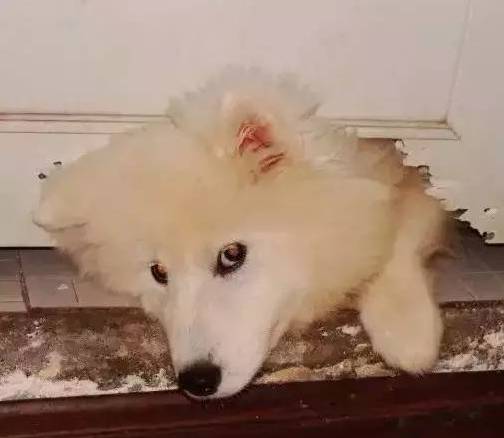 歪，幺幺零嗎？我家門成精了，長出狗頭了.... 寵物 第22張