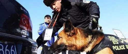 网友说他被一只警犬“盯”上了，当时心情特别紧张！可没想到.......