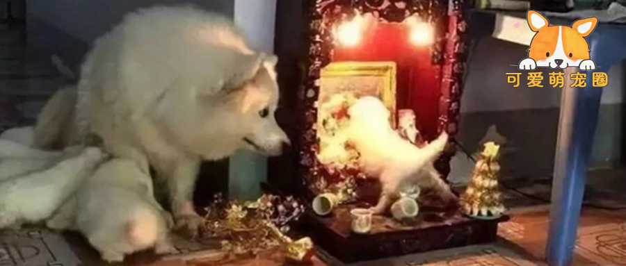 狗子贪吃咬了供桌上的鸡头，事后全家人带它向土地公道歉..