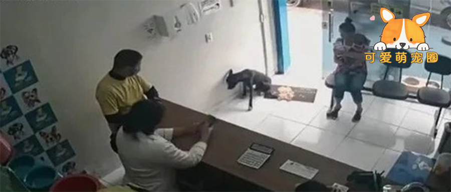 狗狗受伤后进医院求助“手手好痛”..没想到彻底改写了命运!