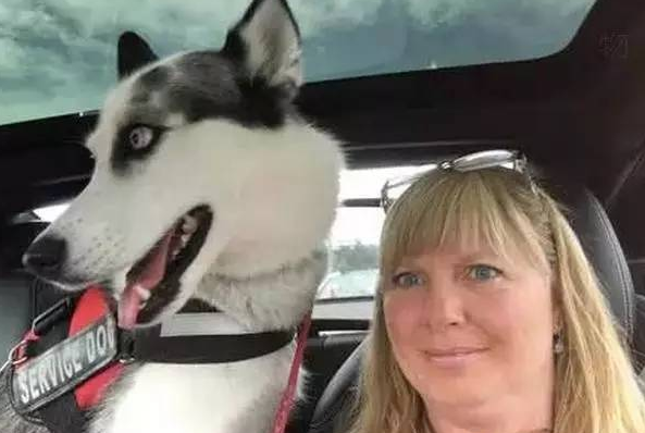 两年前买了条哈士奇，正是看中它头顶与众不同的气质，结果现在......