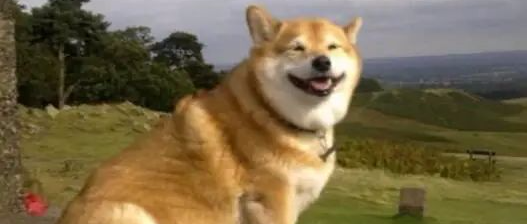 是柯基出了轨还是哈士奇劈了腿？论基因的强大性，哈哈哈.........